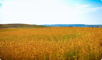 OurEnvironment